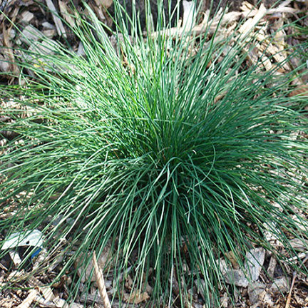 A lush clump of Festuca saximontana (Rocky Mountain Fescue) with fine, deep green blades forming a dense, rounded mound. The narrow leaves arch gracefully, creating a soft, textured contrast against the scattered leaf litter and dry soil beneath.