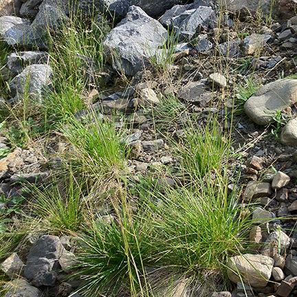 Several Festuca saximontana (Rocky Mountain Fescue) plants growing among scattered rocks, their fine-textured green blades blending into the rugged landscape. Slender seed stalks rise above the foliage, swaying gently in the breeze.