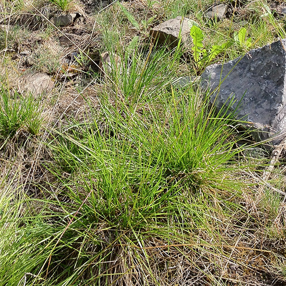 A close-up of Festuca saximontana (Rocky Mountain Fescue) thriving in a dry, rocky habitat, its spiky green clumps interspersed with dried grasses and low vegetation. The wiry blades and delicate seed heads show the plant’s resilience in harsh conditions.