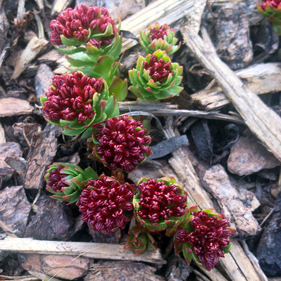 Deep red flower clusters of Roseroot (Rhodiola integrifolia) emerge tightly packed at the tips of fleshy, succulent green stems. The glossy red buds glisten against a background of bark mulch, with the bright green leaves spiraling around each stem, showing off the plant’s compact alpine form.
