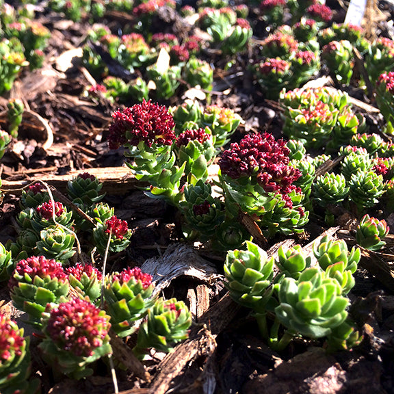 A patch of Roseroot (Rhodiola integrifolia) spreads low across the ground, with numerous green, succulent rosettes and deep crimson flower clusters rising above the leaves. The plants grow thickly through bark mulch, catching warm sunlight that highlights the contrast between the vibrant red flowers and rich green foliage.