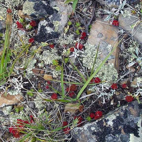 Roseroot (Rhodiola integrifolia) plants tuck themselves into crevices among rocky ground, lichens, and dry grasses. Small clusters of rich red flowers peek through the rugged terrain, blending with patches of grey lichen and sparse alpine vegetation, perfectly adapted to the rocky landscape.