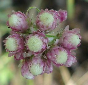 A detailed close-up of Antennaria rosea flowers, featuring a cluster of tiny pink bracts surrounding creamy white centers. The papery texture and compact growth form are characteristic of the species.