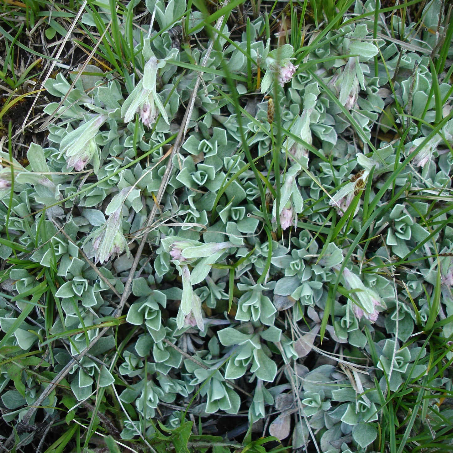 A ground-level view of Antennaria rosea, showing a thick mat of silvery, spoon-shaped leaves. Several small, nodding pink flower buds emerge from the rosette-like foliage, with blades of grass interspersed throughout.