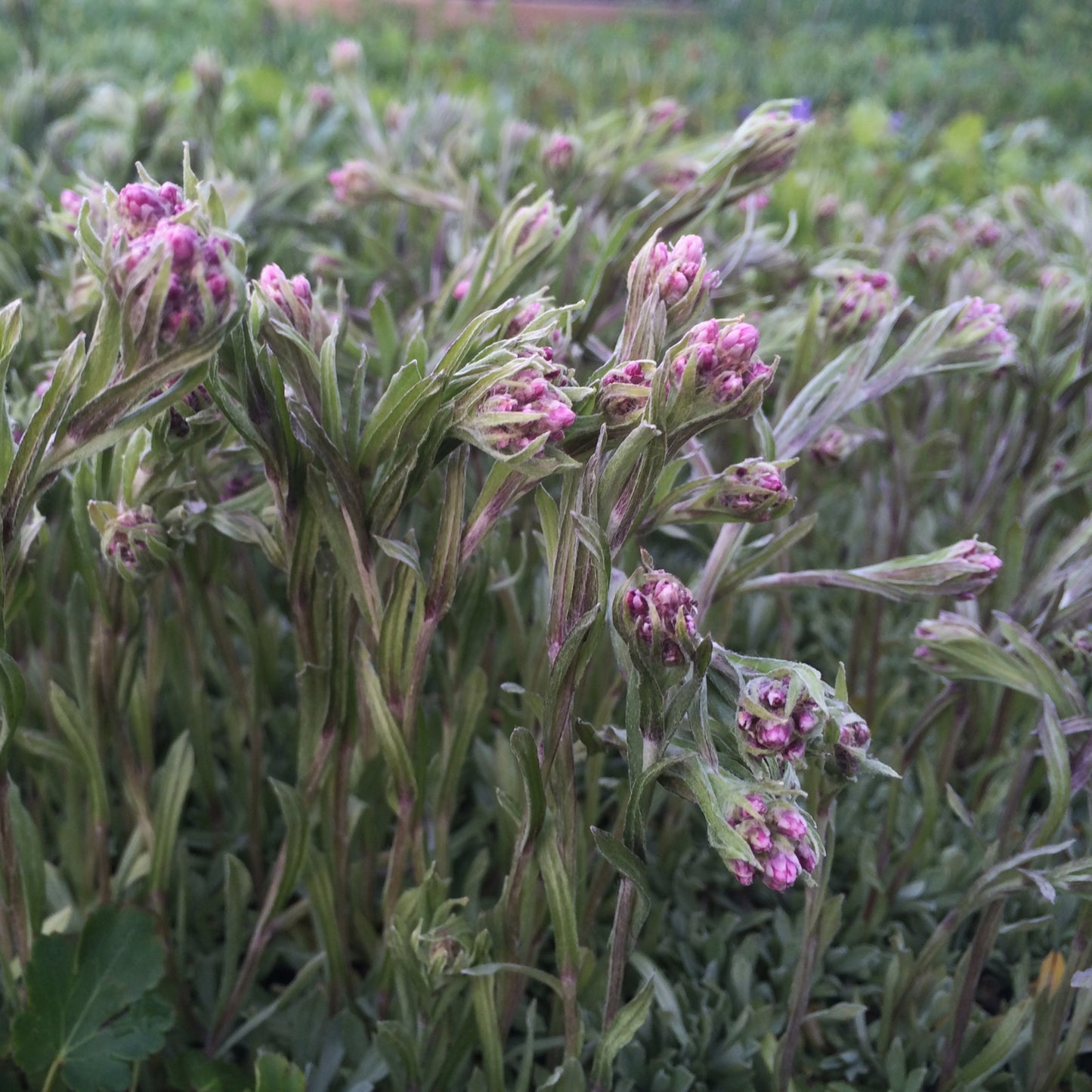 A dense cluster of Antennaria rosea in early bloom, with numerous upright stems covered in fuzzy pink flower buds. The narrow, silvery-green leaves contrast with the soft pink buds. The background is a mix of blurred greenery.