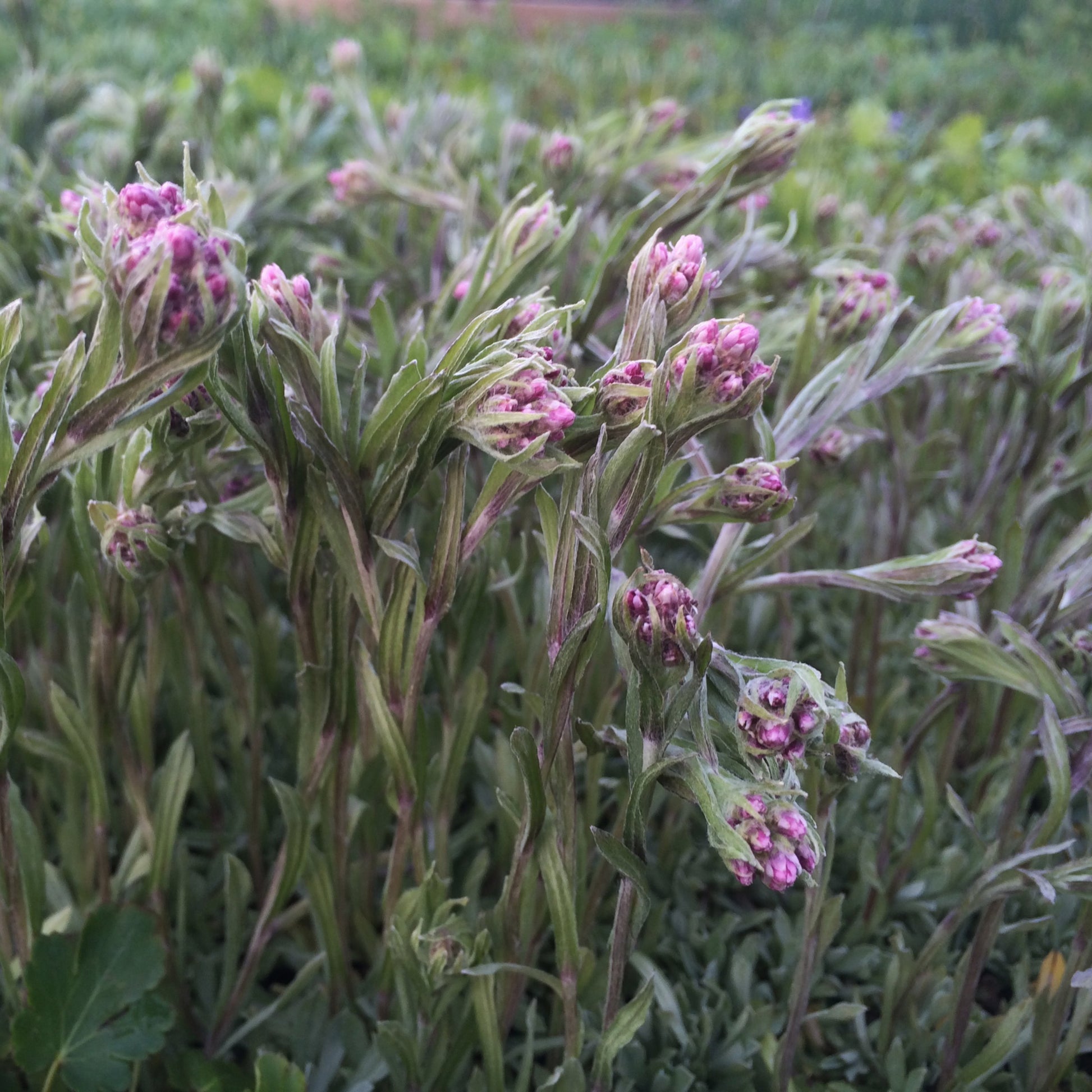 A dense cluster of Antennaria rosea in early bloom, with numerous upright stems covered in fuzzy pink flower buds. The narrow, silvery-green leaves contrast with the soft pink buds. The background is a mix of blurred greenery.