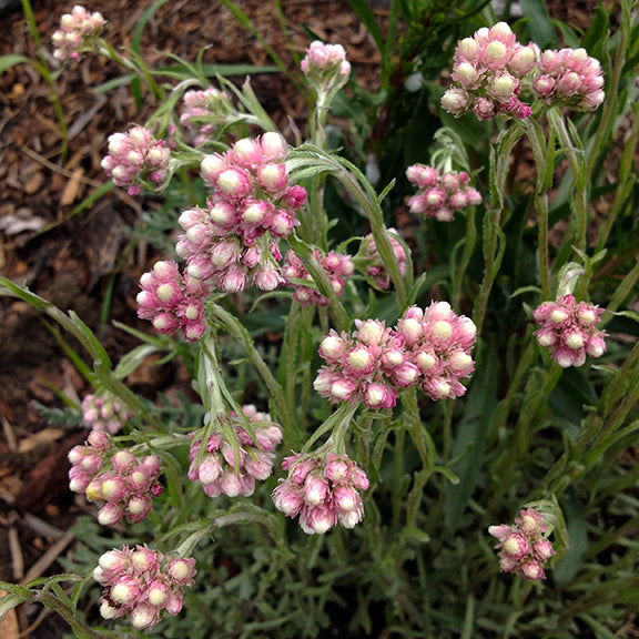 A dense cluster of Antennaria rosea in early bloom, with numerous upright stems covered in fuzzy pink flower buds. The narrow, silvery-green leaves contrast with the soft pink buds. The background is a mix of blurred greenery.