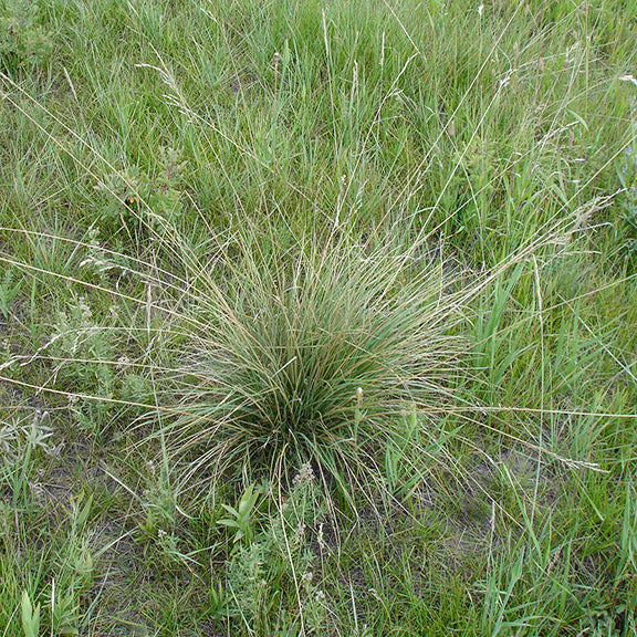 A mature clump of Festuca campestris (Rough Fescue) growing in a lush grassland. Its dense, fine-textured blades fan outward in a rounded shape, with tall, slender seed stalks extending above the foliage. Surrounding green vegetation blends into the background of this native prairie setting.