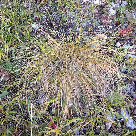 A golden-tinged Festuca campestris (Rough Fescue) plant in late-season coloration, its wiry blades forming a loose mound among scattered rocks and low-growing vegetation. The mix of green and golden hues highlights its ability to thrive in dry, open habitats.
