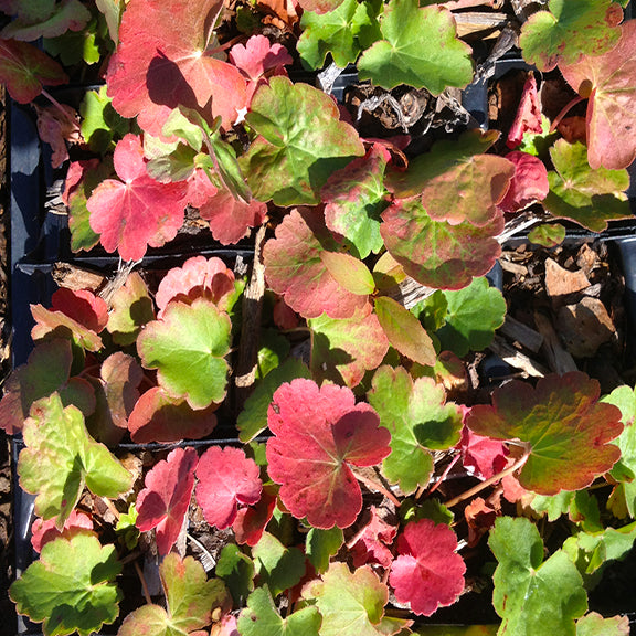 A tray of Heuchera cylindrica (Round-Leaved Alumroot) seedlings displaying a striking mix of green and red foliage. The round, scalloped leaves transition from bright green to deep red as they mature, highlighting the plant's seasonal color variation. The sunlight catches the textured leaves, emphasizing their vibrant tones and healthy growth.
