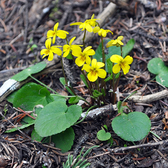 A small cluster of Viola orbiculata (Round-Leaved Yellow Violet) showcases its characteristic round leaves and sunny yellow flowers. The plants thrive in the dappled light of a forested habitat, their heart-shaped foliage forming a lush green base.