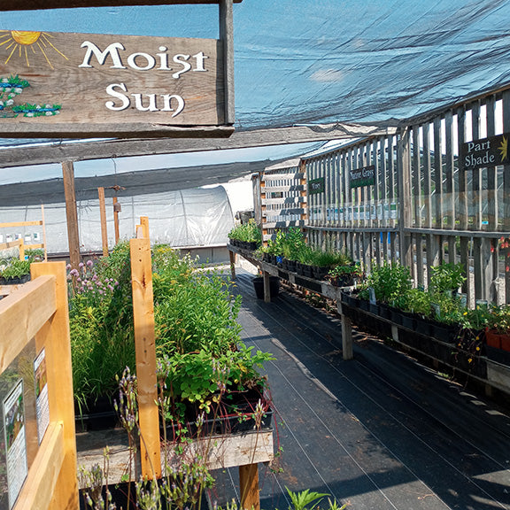 A shaded nursery section displays rows of native plants organized by growing conditions. A wooden sign labeled "Moist Sun" hangs overhead, while smaller signs along the back wall mark areas for "Part Shade" and "Native Grasses." Trays of healthy green plants line the tables, ready for planting. Filtered sunlight creates a welcoming atmosphere in this well-organized sales area.