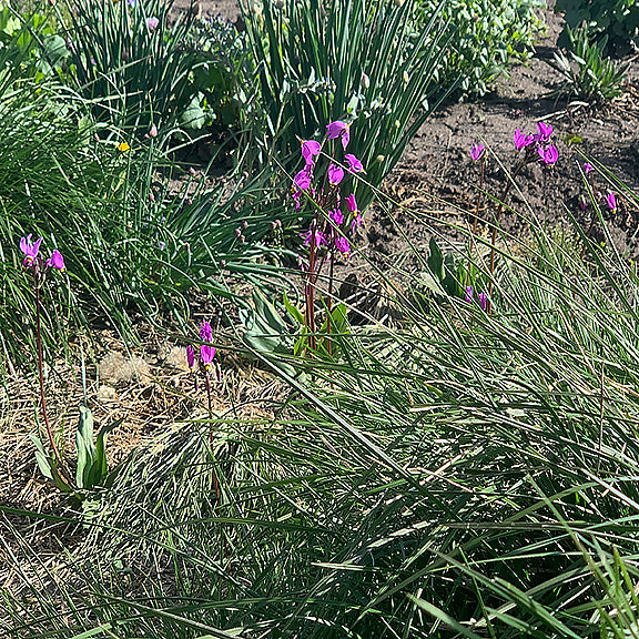 Primula pauciflora (Saline Shooting Star) blooming in a garden bed, its vibrant pink flowers standing tall above the surrounding grasses. Narrow, pale green leaves and spiky foliage of nearby native plants fill the background, emphasizing the upright stems and floral display.