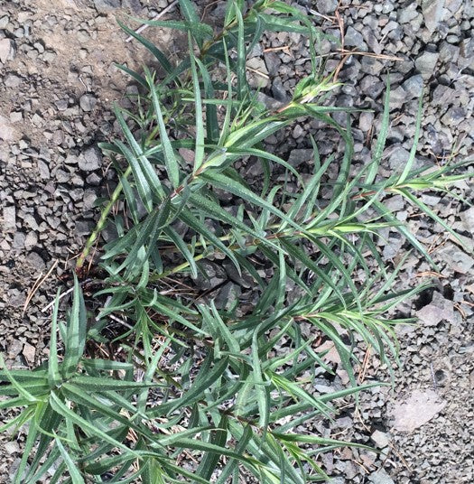Low-growing plant with narrow, lance-shaped green leaves stretching outwards along reddish stems, spreading over rocky ground. This ground-hugging foliage belongs to Penstemon lyallii (Lyall's Penstemon), showing its tough, mat-forming growth habit in a dry, gravelly habitat.