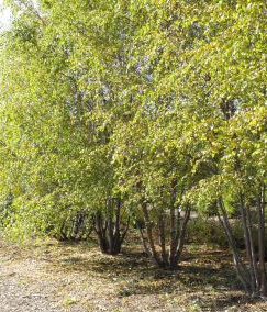 ChatGPT said:
A stand of tall, multi-stemmed shrubs or small trees is pictured in a sunny, naturalized landscape. The plants have dense clusters of green leaves and smooth, upright trunks emerging from the base. Dappled sunlight filters through the canopy, casting light shadows on the ground below, which is covered in leaf litter and sparse undergrowth.