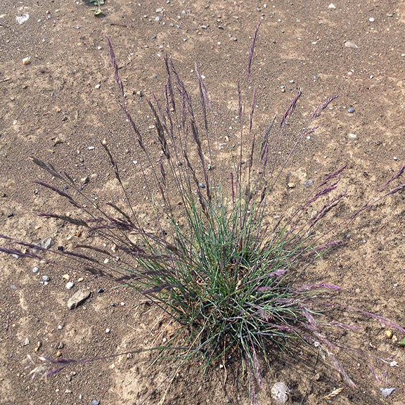 A mature Festuca ovina (Sheep Fescue) plant growing in dry, sandy soil, its thin, bluish-green blades topped with delicate, purple-tinged seed heads. The wispy flowering stems arch outward, giving the plant a light, airy texture in its harsh, open habitat.