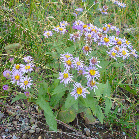 A wild-growing Eurybia conspicua (Showy Aster) nestled in a grassy meadow, its delicate lavender flowers swaying among surrounding vegetation. Some blooms are fully open, while others are fading, showing the plant's natural life cycle as it thrives in its rugged, native habitat.
