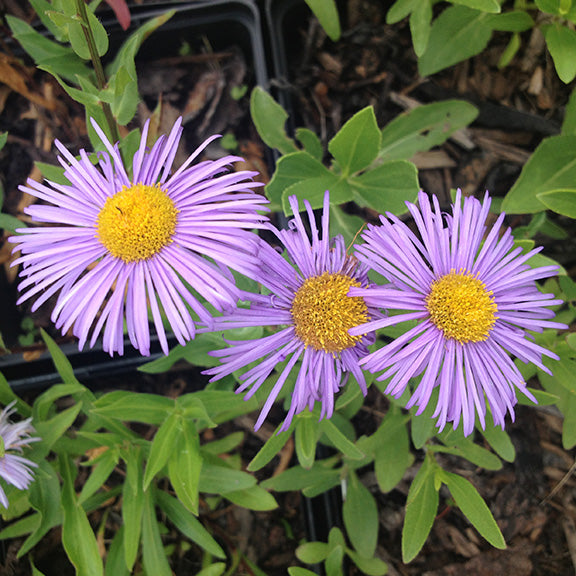 A trio of Showy Fleabane (Erigeron speciosus) blooms with long, slender lavender petals radiating from golden centers. These large, daisy-like flowers act as easy landing pads for butterflies, making them a pollinator favorite in sunny meadows.