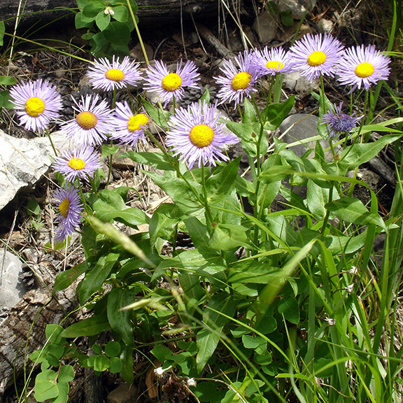 A vibrant clump of Showy Fleabane (Erigeron speciosus) thriving in a natural setting, its cheerful pink/purple flowers swaying above a dense mound of deep green leaves. This hardy perennial brightens up rocky slopes and open grasslands with its long-lasting blooms.