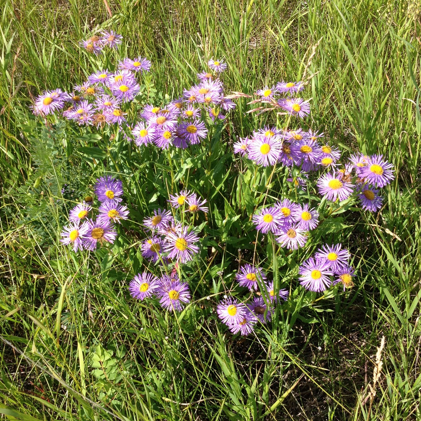 A stunning display of Showy Fleabane (Erigeron speciosus) mingling with other wildflowers in a natural prairie habitat. The soft purple flowers weave through a sea of yellow blooms, creating a lively pollinator paradise.