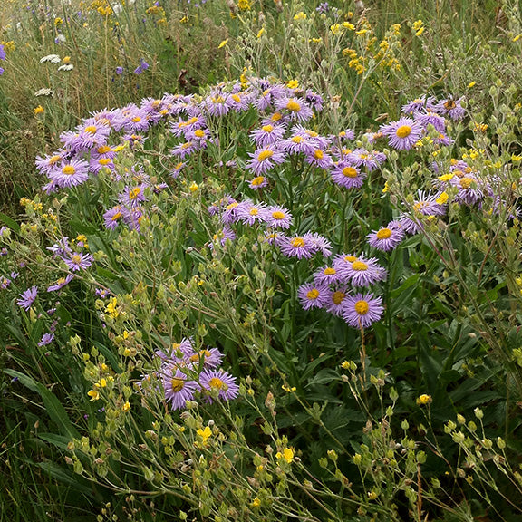 A lush patch of Showy Fleabane (Erigeron speciosus) in full bloom, its lavender petals glowing in the sunlight. The abundance of flowers makes it a standout in wildflower meadows, offering nectar to bees and butterflies throughout the summer.