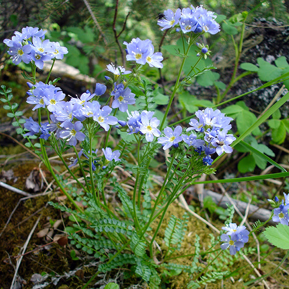 A full Polemonium pulcherrima (Showy Jacob's Ladder) plant growing in the wild, displaying multiple slender stems topped with clusters of pale purple to sky-blue flowers. Fern-like green leaves form a tidy mound at the plant's base.