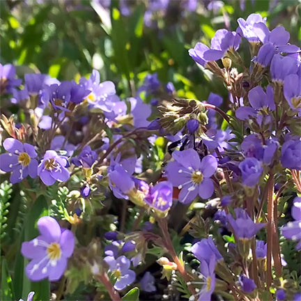 A vibrant cluster of Polemonium pulcherrima (Showy Jacob's Ladder) blooming in a garden, with numerous small violet-purple flowers creating a dense carpet of color. The dainty blooms are surrounded by green foliage and scattered sunlight.