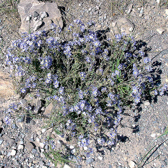 Mature Polemonium pulcherrima (Showy Jacob's Ladder) sprawling over rocky, gravelly ground. The bushy plant is covered in dense sprays of pale purple-blue flowers, showcasing its natural growth habit in a dry, open setting.