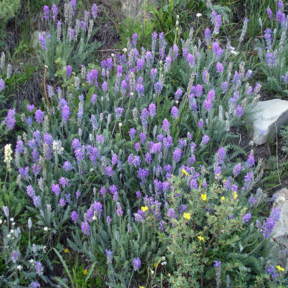 A wide shot of a dense colony of Showy Locoweed (Oxytropis splendens) in full bloom. The field is dotted with vibrant purple flower spikes, creating a rich tapestry of color among other native plants.