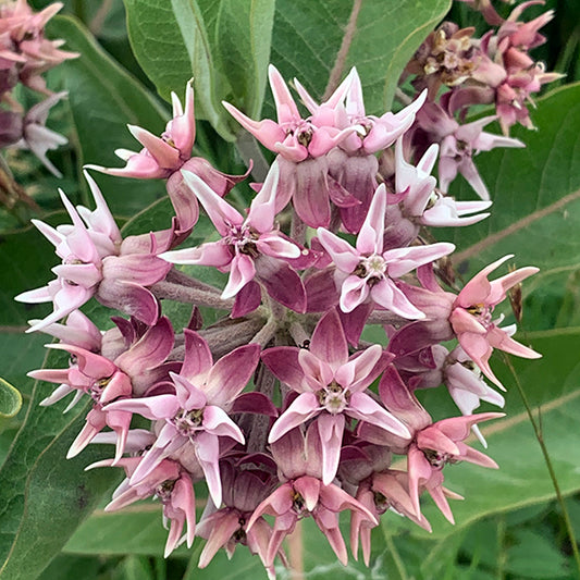 Close-up of Showy Milkweed (Asclepias speciosa) flowers. A cluster of star-shaped, pinkish-purple flowers with intricate, pointed petals arranged in a spherical formation, set against large, green leaves.