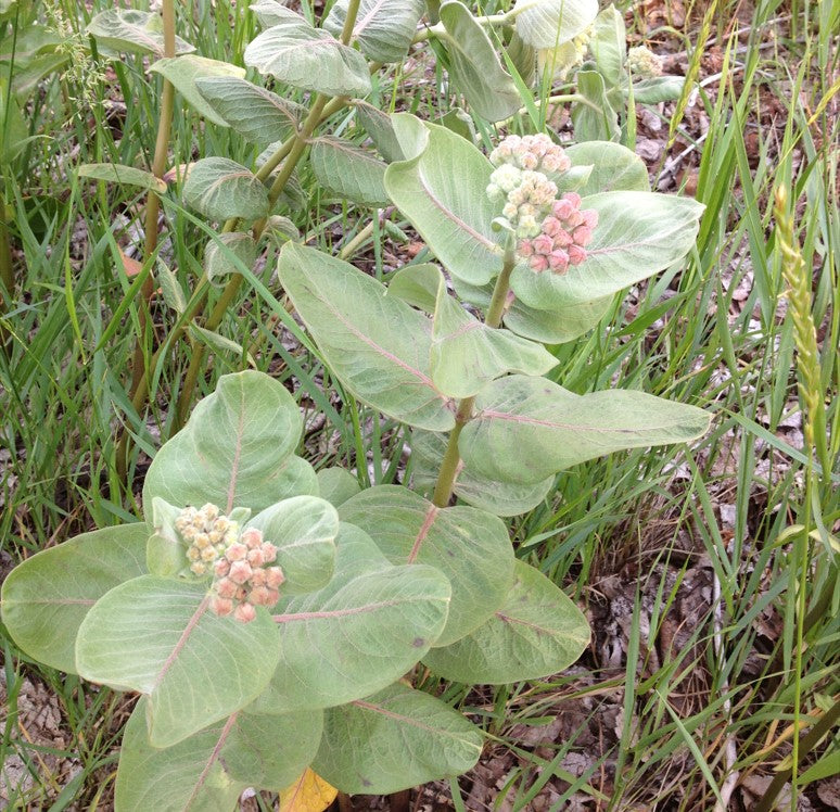 A Showy Milkweed (Asclepias speciosa) plant is shown growing among grasses and dry leaf litter. Its thick, velvety leaves are arranged in opposite pairs along a sturdy, upright stem. Clusters of flower buds are just beginning to show color, with soft pink and cream hues emerging at the tips. The prominent veins and pale green fuzz on the foliage give the plant a distinctive, almost silvery appearance.