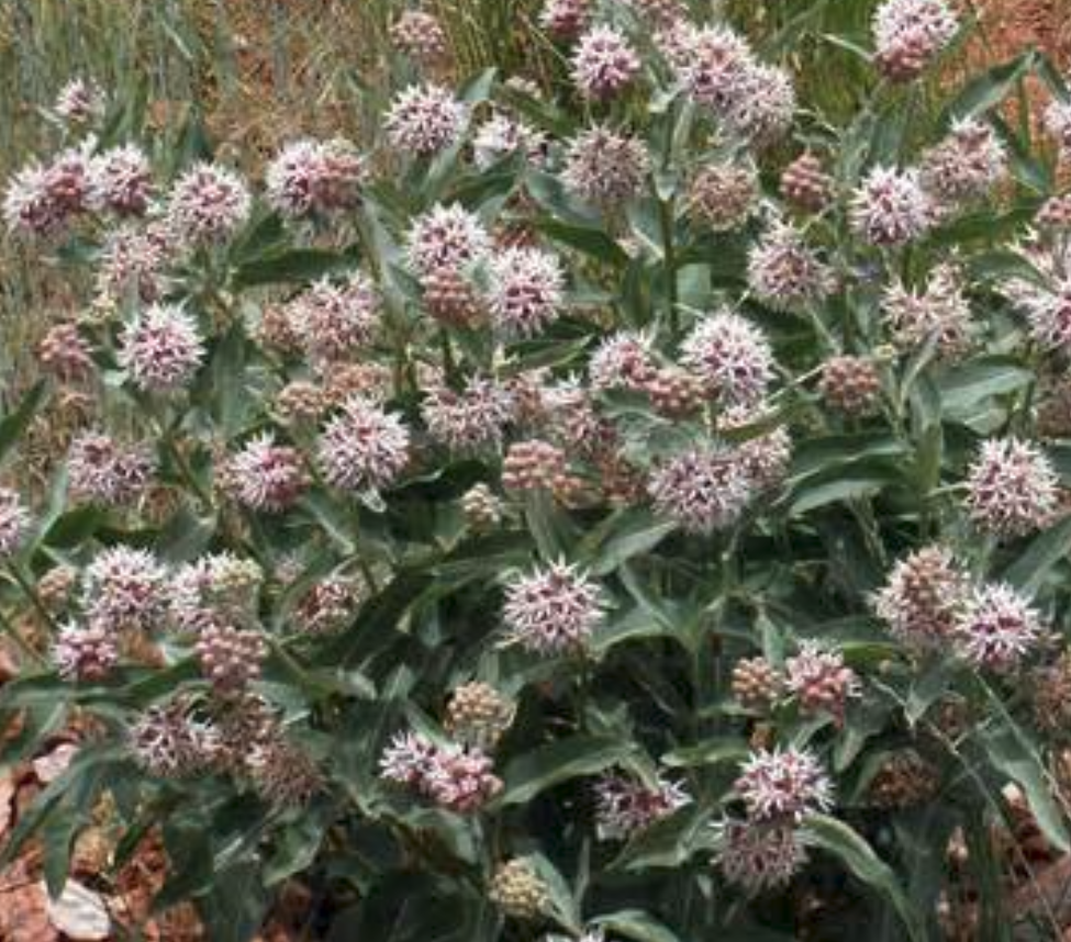 A colony of Showy Milkweed (Asclepias speciosa) thriving in a prairie habitat. The tall, leafy stems support numerous round clusters of pink flowers, interspersed with other native wildflowers and grasses.
