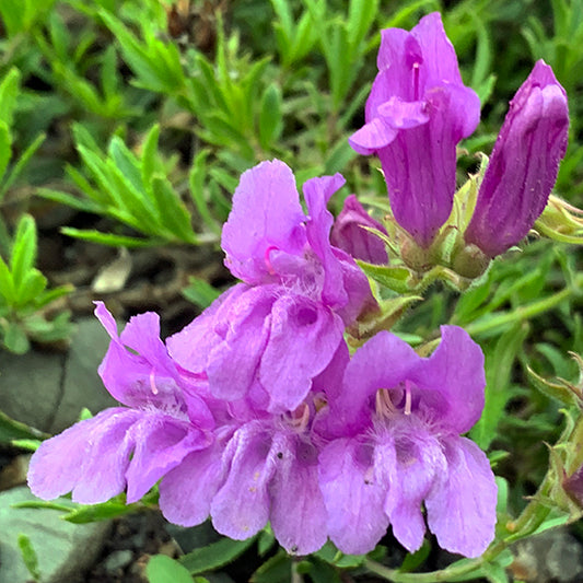 A close-up of Penstemon fruticosus (Shrubby Beardtongue) showing delicate, ruffled pink petals with a soft, fuzzy texture. The tubular flowers have a softer purple hue at their tips and are dusted with tiny water droplets.
