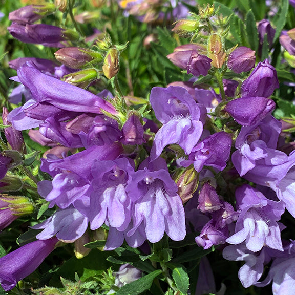 A cluster of Shrubby Beardtongue (Penstemon fruticosus) in full bloom, with a mix of deep violet and pale lilac flowers. The blossoms are densely packed, each bud unfurling to reveal its flared petals.