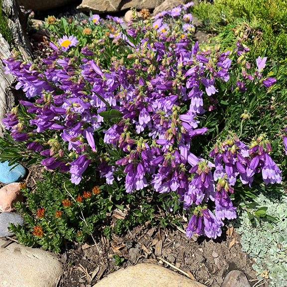 A spreading mat of Penstemon fruticosus (Shrubby Beardtongue), covered in arching stems loaded with clusters of purple flowers. The plant's low, dense growth habit creates a mound of color among rocky garden surroundings.