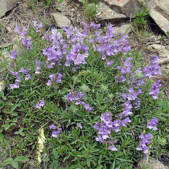 A naturalized patch of Shrubby Beardtongue (Penstemon fruticosus) carpeting the ground with a profusion of violet blooms. The lush foliage is interwoven with other native plants, blending into the wild landscape.