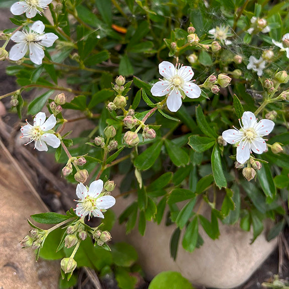 Several stems of Sibbaldia procumbens (Creeping Sibbaldia) arch outward, each carrying clusters of dainty white flowers with red stamens. The plant's rich green leaves and dense, low-growing form spill over the edge of a rock, with unopened buds scattered throughout.