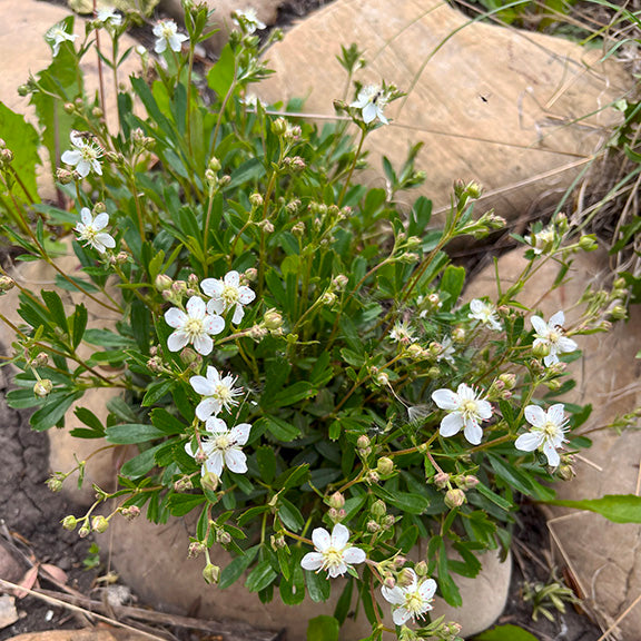 A dense cluster of Creeping Sibbaldia (Sibbaldia procumbens) growing among pale, flat rocks. The low-growing plant features dark green, toothed leaves and numerous small, white, five-petaled flowers with fine yellow stamens, blooming on delicate stems that rise slightly above the foliage.