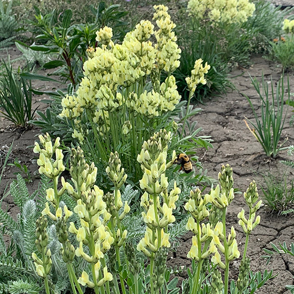 A vibrant stand of Oxytropis sericea, with multiple flowering spikes rising from a patch of silvery-green foliage. Pollinators, including bumblebees, are drawn to its nectar-rich flowers.