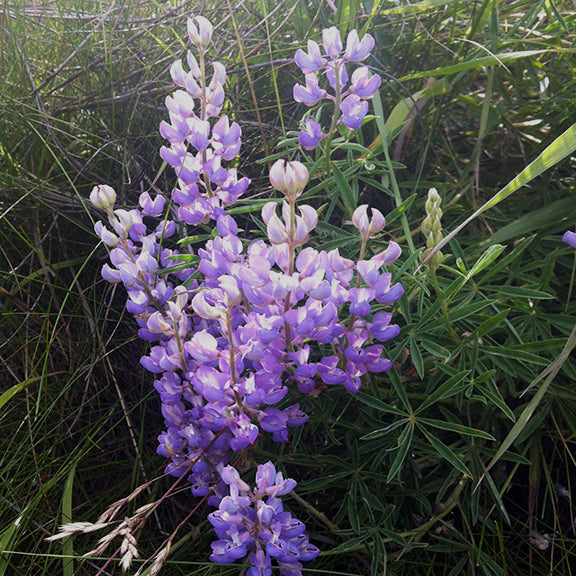 A large flowering stem with pale purple, velvety blossoms emerging from a mound of silvery-green leaves. The plant's soft hairs give it a characteristic silky texture.