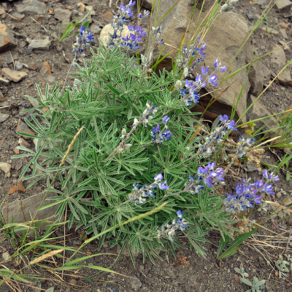 A compact, low-growing lupine plant with star-like, silvery-green leaves and delicate purple flower spikes. The plant thrives in dry, rocky soil, nestled among scattered stones and grasses.