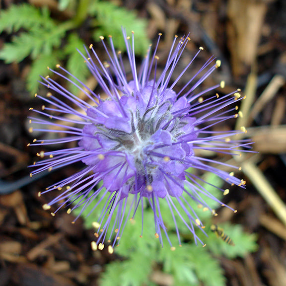 A rounded cluster of vivid purple flowers with long, thin stamens radiating outward like fireworks, each tipped with a tiny yellow anther. The silky, finely divided leaves of Phacelia sericea (Silky Scorpionweed) peek out below the striking bloom.