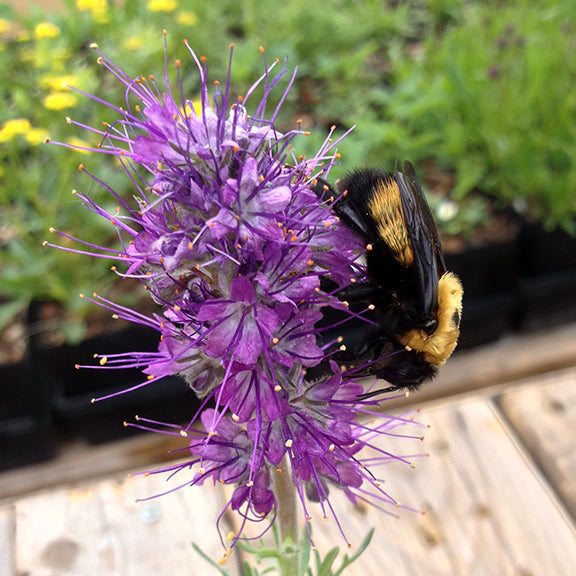 A large bumblebee clings to the side of a dense purple flower spike of Phacelia sericea (Silky Scorpionweed), gathering pollen from the extended purple stamens. The vivid purple petals and silky foliage contrast against the wooden deck and blurred garden background.