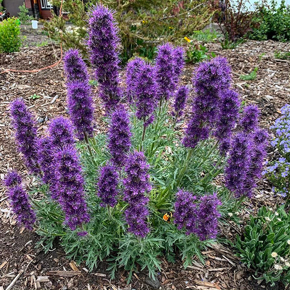 A healthy garden clump of Phacelia sericea (Silky Scorpionweed) with numerous tall, fuzzy purple flower spikes rising above soft, silver-green, fern-like leaves. The dense purple blooms create a vibrant burst of color against the mulched ground.