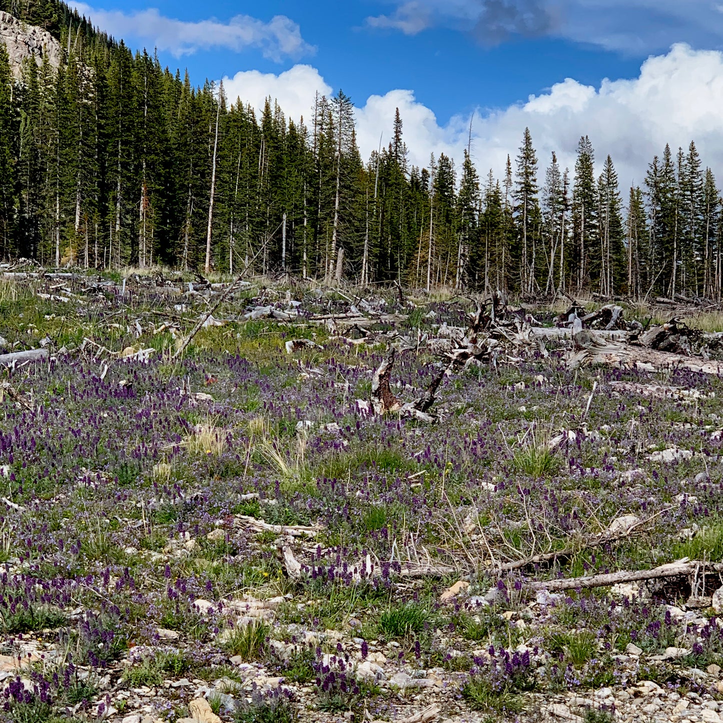 A wild mountain clearing dotted with hundreds of blooming Phacelia sericea (Silky Scorpionweed), their deep purple flower spikes creating a haze of color across the rocky, open ground. Pine trees frame the background under a bright blue sky with billowing clouds.