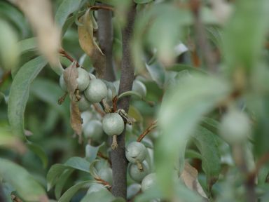 Close-up of Silverberry (Elaeagnus commutata) fruit, showing clusters of small, silvery-green berries nestled among slender, lance-shaped leaves. The fruit, ripening in late summer, is an important food source for birds and wildlife.