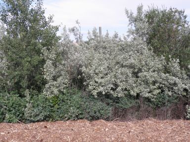 A dense, silvery thicket of Silverberry (Elaeagnus commutata) forming a natural windbreak. Its shimmering foliage, covered in a fine silvery sheen, stands out among the surrounding greenery, making it a striking addition to prairie and woodland landscapes.