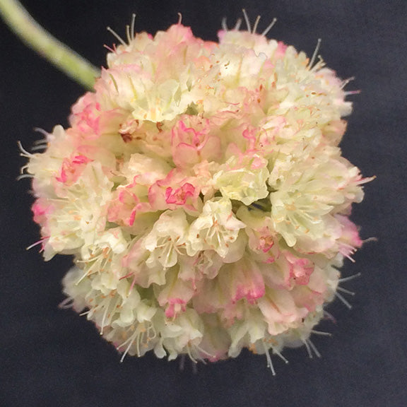 A close-up of Eriogonum ovalifolium (Silverplant) in full bloom, displaying a dense, rounded flower head with soft white petals tinged in pink. The intricate structure of the tiny flowers is highlighted against a dark background, emphasizing their delicate details.