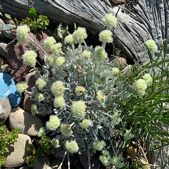 A low-growing Eriogonum ovalifolium (Silverplant) nestled among rocks and weathered driftwood. Silvery, woolly leaves form a dense cushion, with numerous pale cream flower clusters in their prime held above on slender stems, contrasting with the rough textures of its surroundings.
