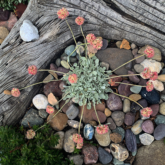 A striking Eriogonum ovalifolium (Silverplant) in a rocky garden setting, with sprawling stems radiating outward from a central cluster of silvery leaves. The flower heads are turning pink with age but hints of cream are still visible, forming a perfect, symmetrical display among multicolored stones.